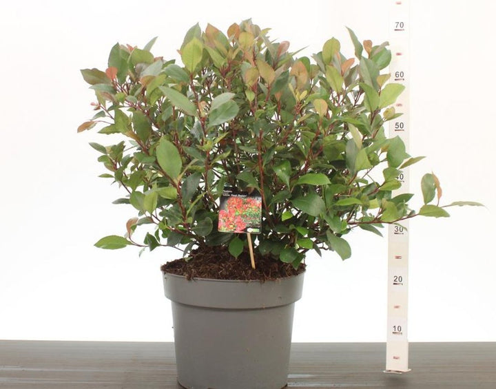 Photinia fras. Little Red Robin / 10 Ltr pot