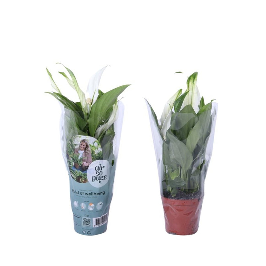 Spathiphyllum Pearl Cupido P7 - Indoor plants - Windyridge Garden Centre