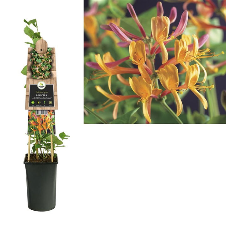 Lonicera heckrottii American Beauty