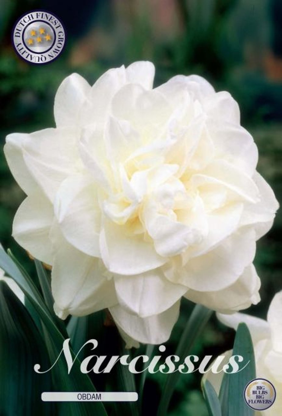 Narcissus Obdam  5-pack