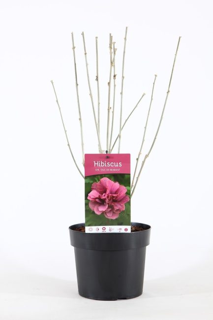 Hibiscus syr. Duc de Brabant  3 Ltr pot