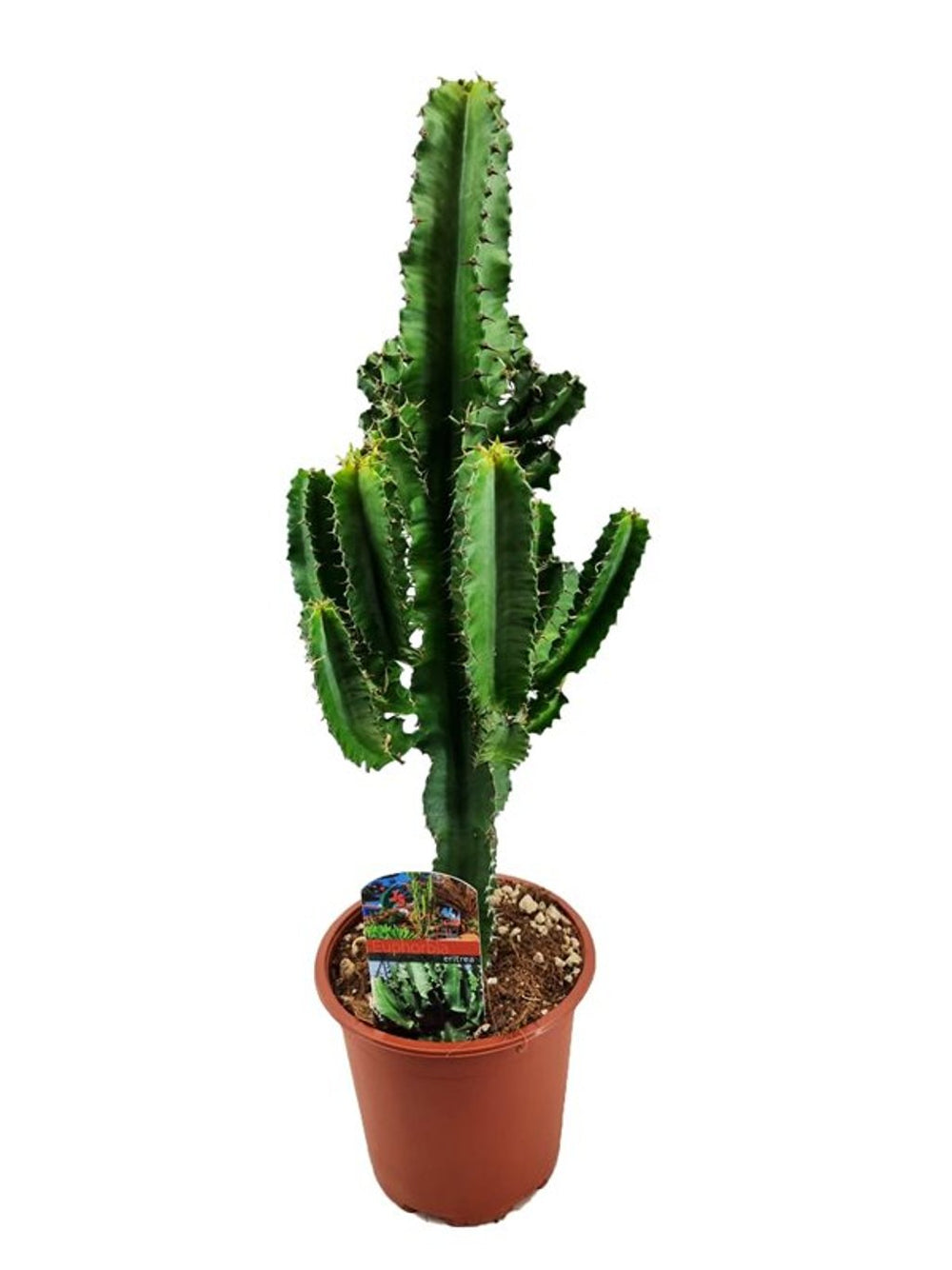 Euphorbia Ingens  P17 - Indoor Plants - Windyridge Garden Centre