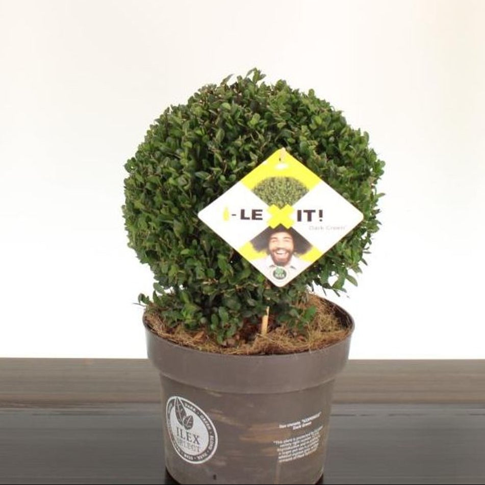 Ilex Crenata Dark Green  25 Cm Ball C5 - Standard Trees And Topiary - Windyridge Garden Centre