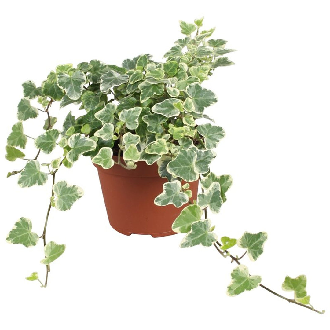 Hedera hel. 'White Wonder'