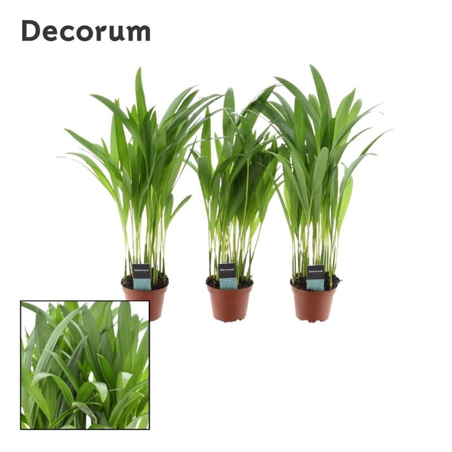 Dypsis lutescens (Areca) P7 - Indoor plants - Windyridge Garden Centre