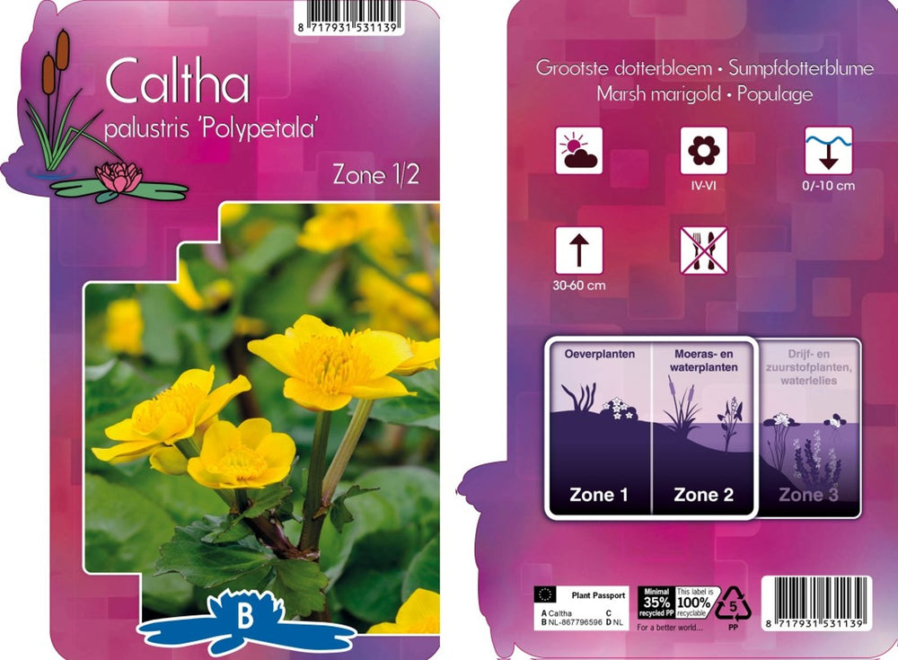 Caltha Palustris Polypetala  P9 - Herbaceous - Windyridge Garden Centre