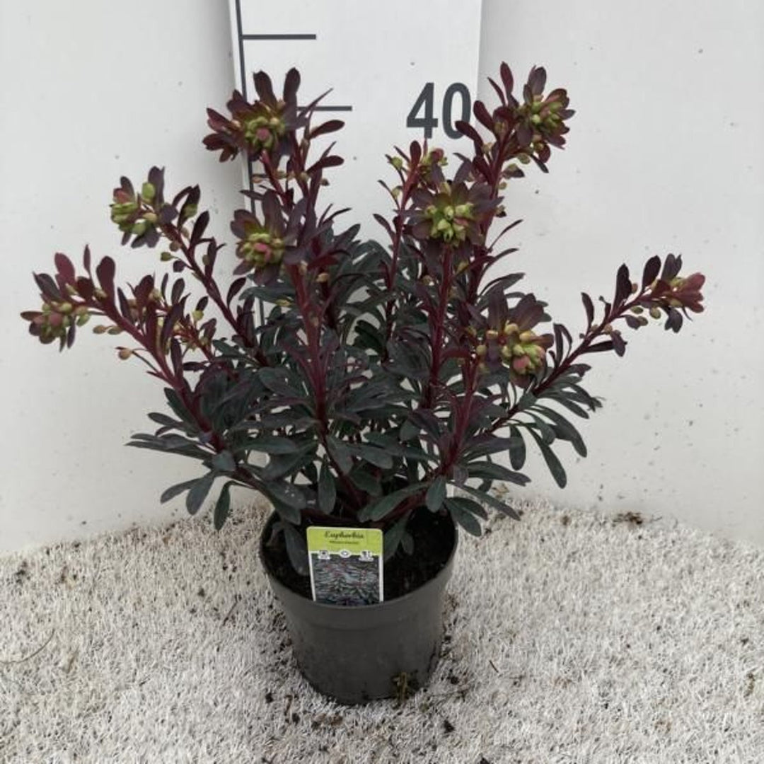 Euphorbia 'Miners Merlot' 1.5 Ltr Pot - Herbaceous - Windyridge Garden Centre