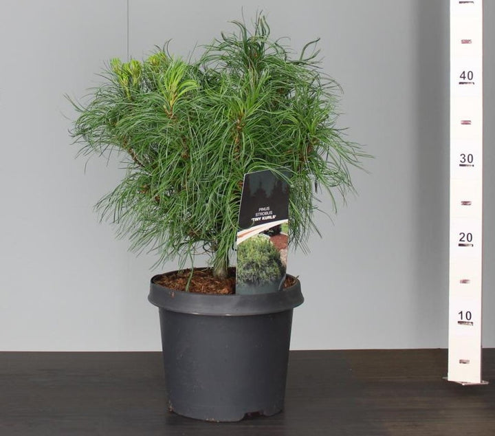 Pinus strobus Tiny Curls  25-30 CM C3