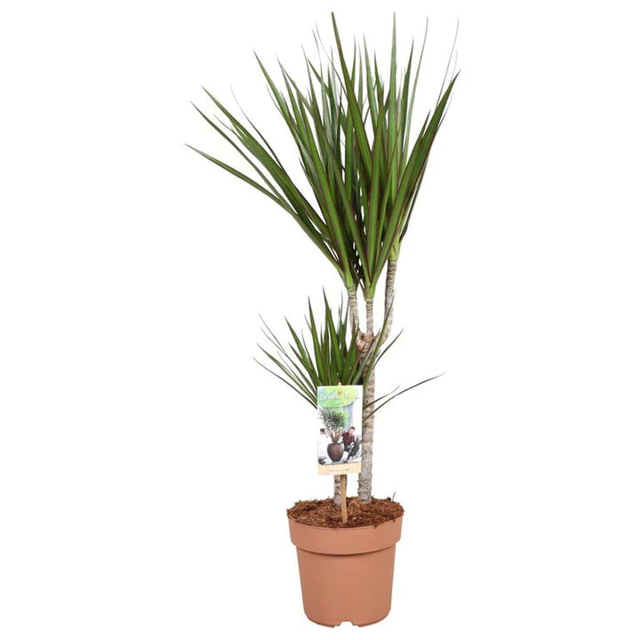 Dracaena marg. Magenta  P1730+15 stem