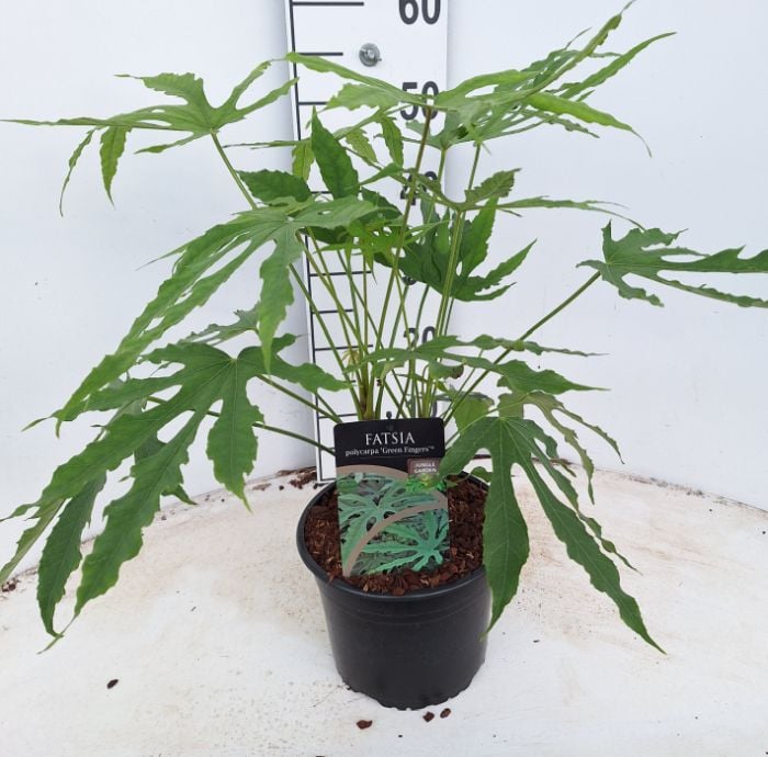 Fatsia polycarpa Greenfingers  4 Ltr pot