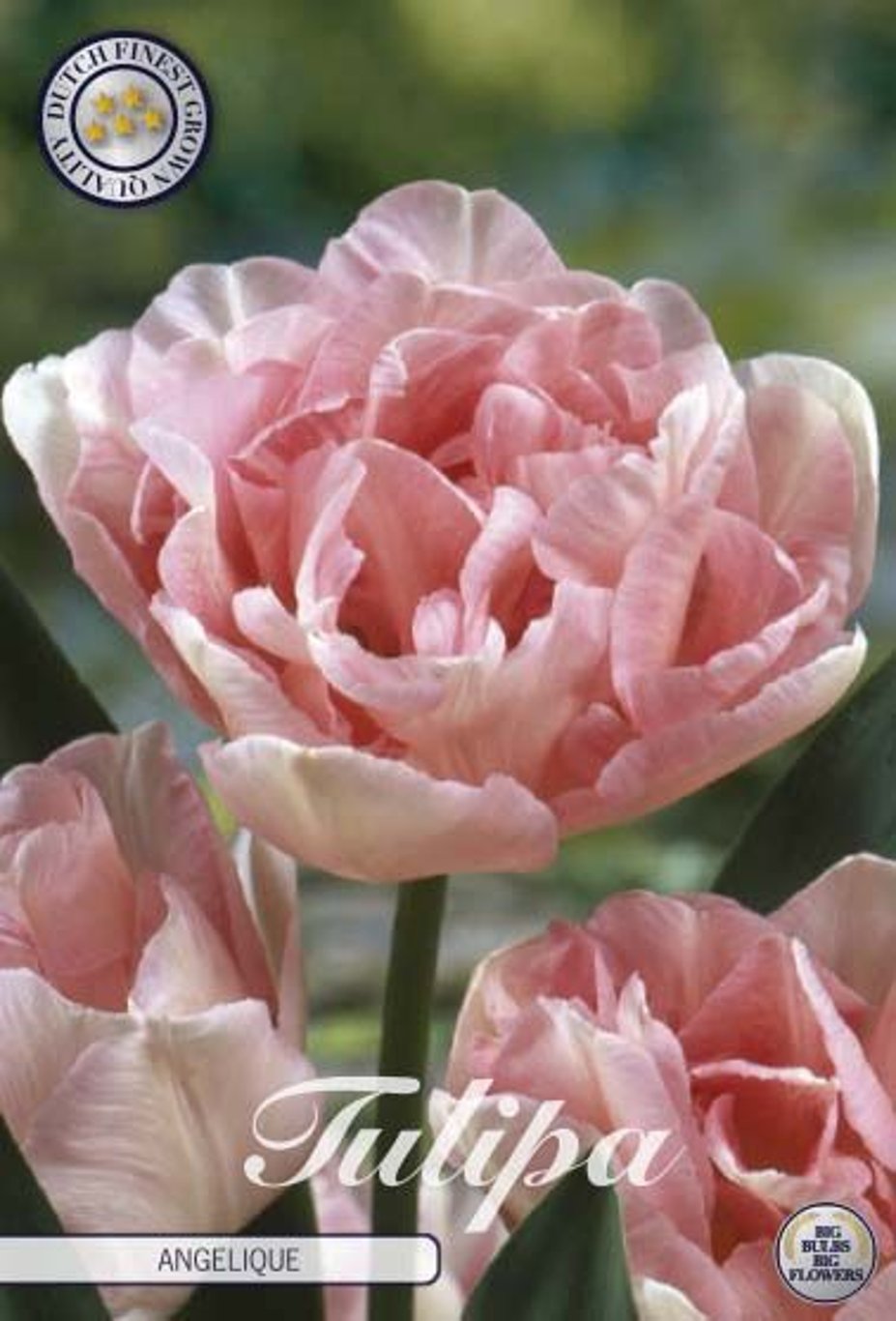 Tulipa Angelique  7-pack