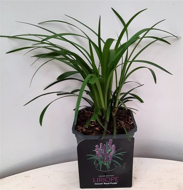 Liriope musc. Royal Purple  2L square pot