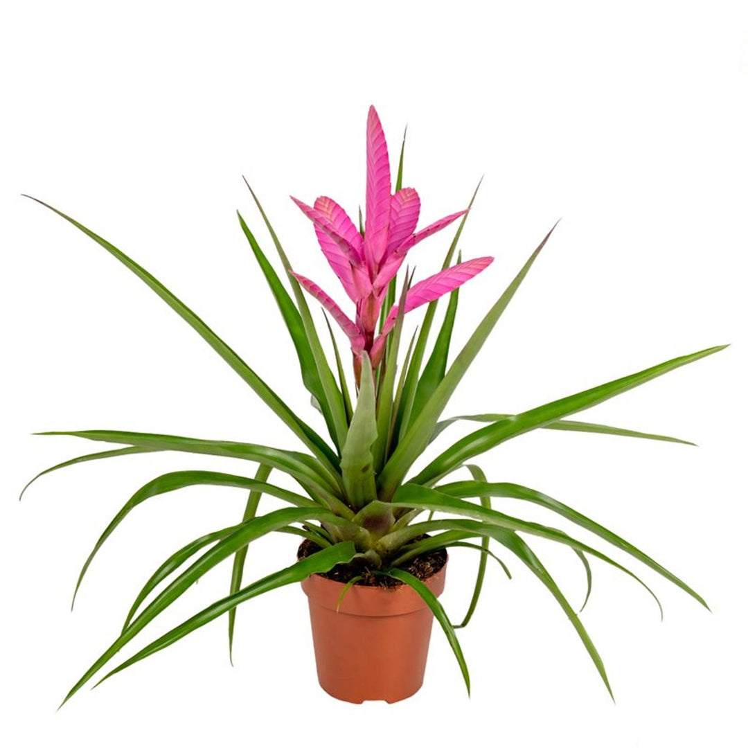 Tillandsia cyn. 'Antonio'