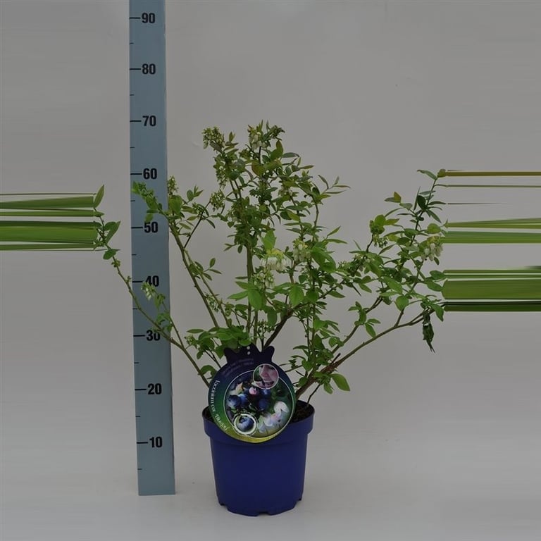 Vaccinium cor. Darrow  40-50 CM C4