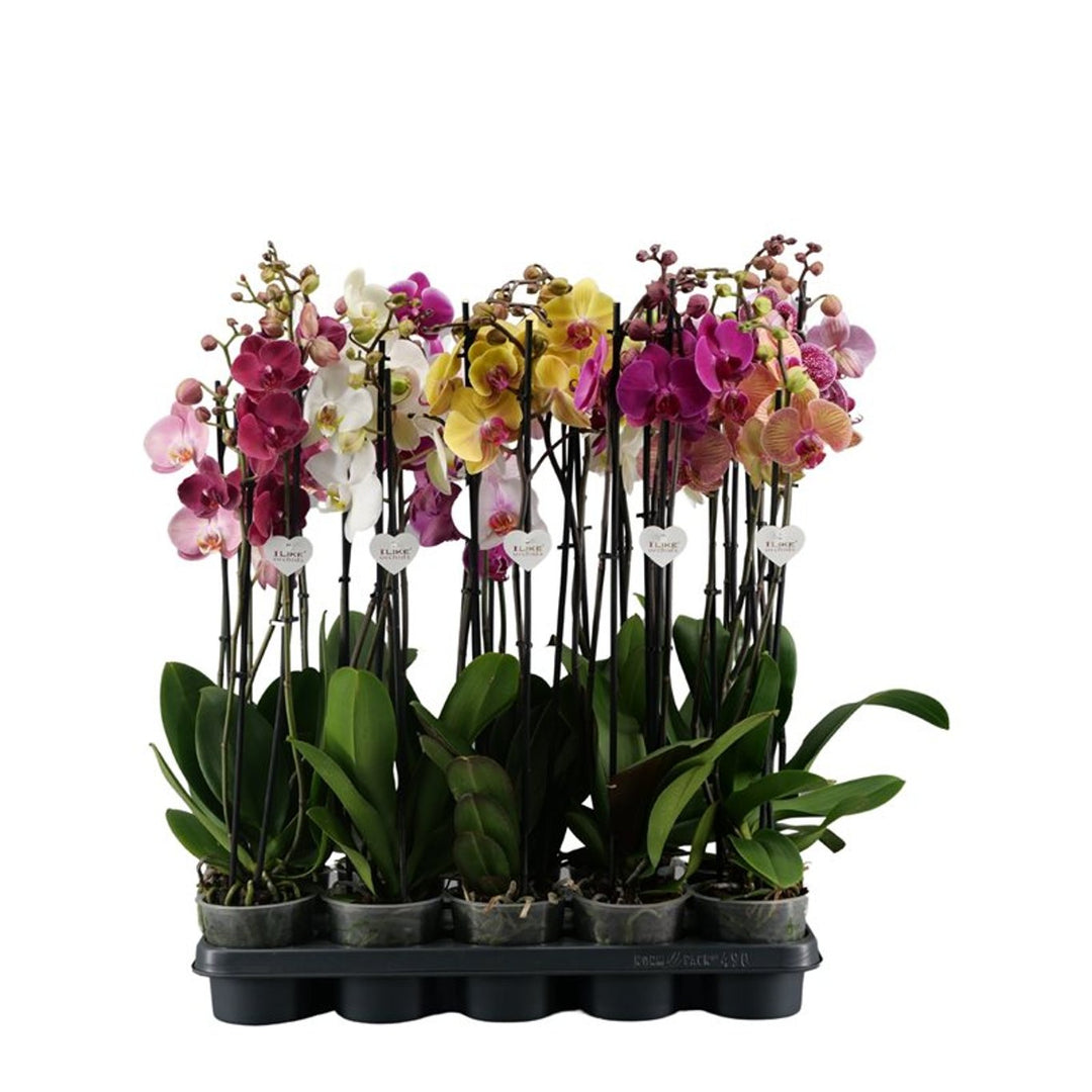 Phalaenopsis mix P12 - 3 stem/70 cm