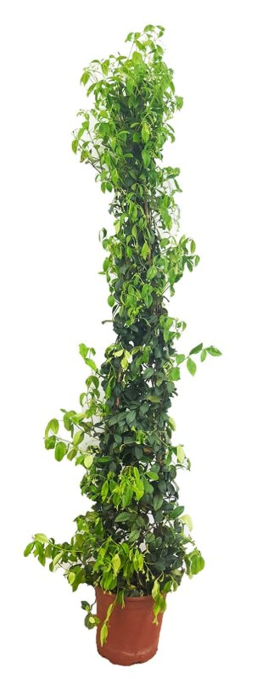 Trachelospermum Jasminoides P19 90Cm Pyramid - Climbers - Windyridge Garden Centre
