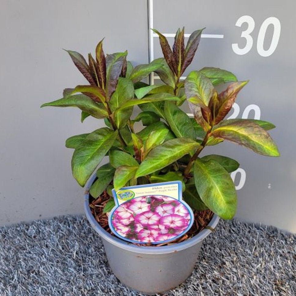Phlox (P) 'Sweet Summer Purple Bicolor' 2 Ltr Pot - Herbaceous - Windyridge Garden Centre