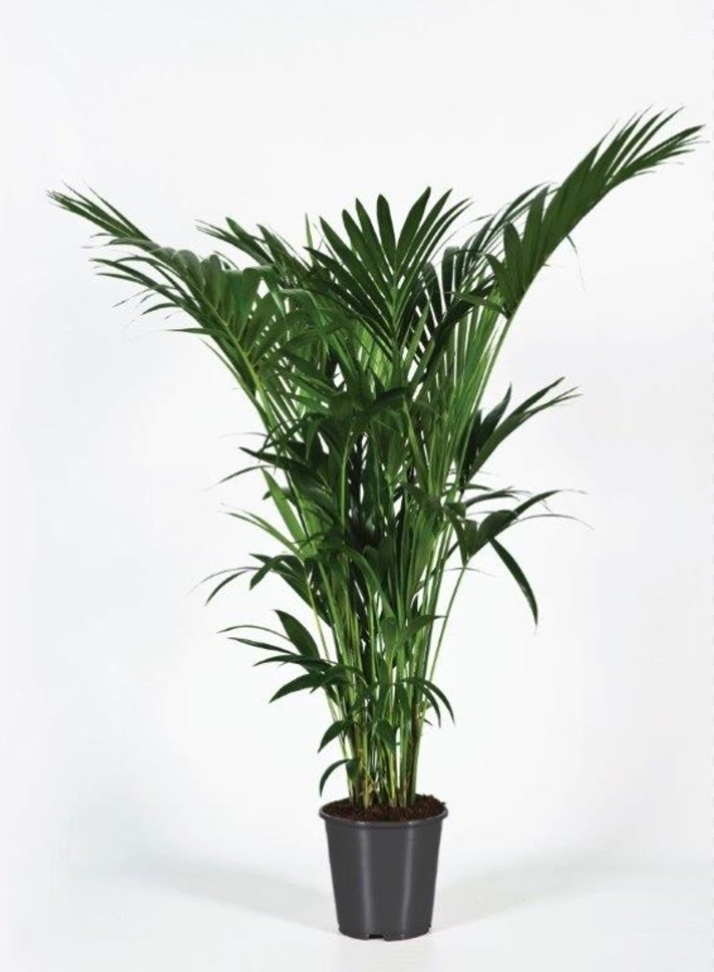 Kentia Palm Howea Forsteriana  (32Cm Pot 180 Cm Tall) - Indoor Plants - Windyridge Garden Centre