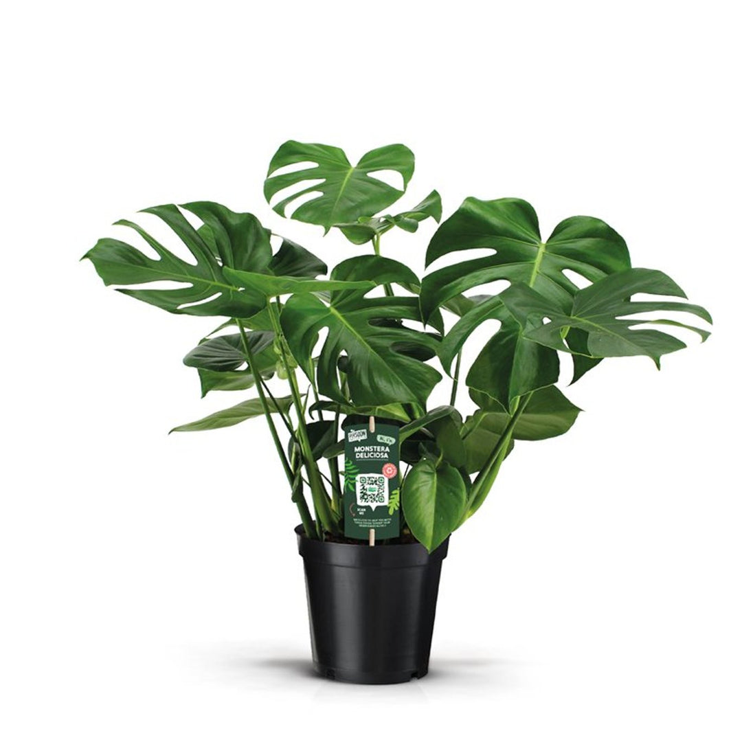 Monstera deliciosa P21