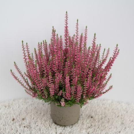 Calluna vulg. Garden Girls red  P12