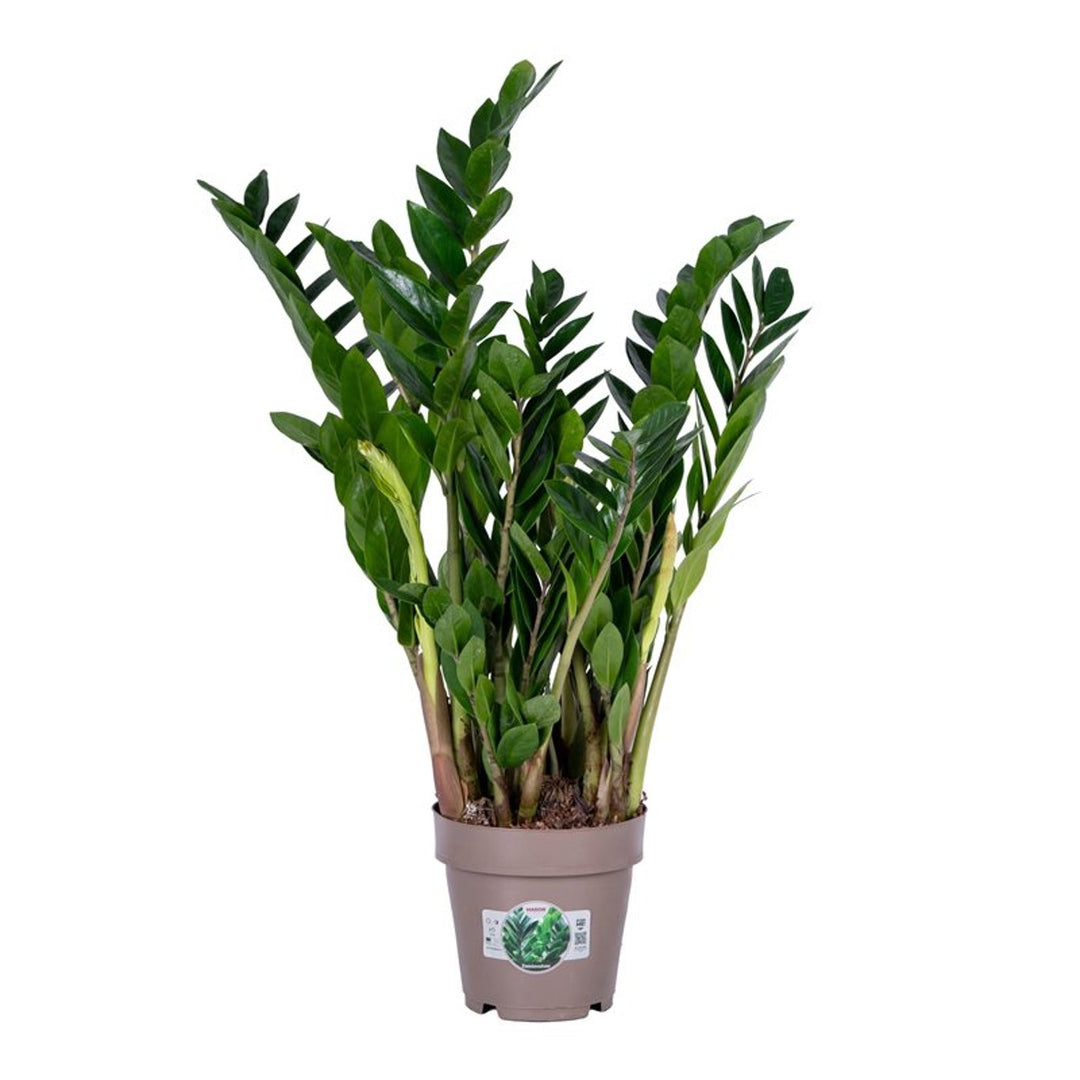 Zamioculcas zamiifolia P17 / 10 shoots