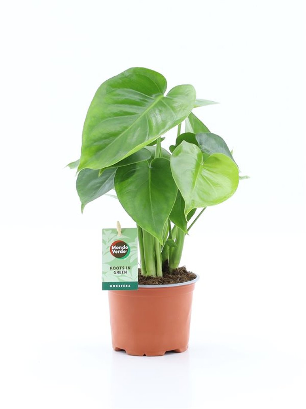 Monstera deliciosa² P12