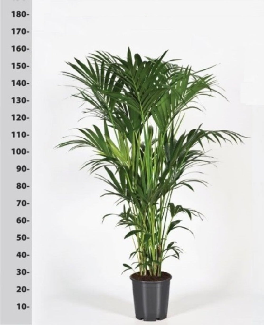 Howea Forsteriana P32 - 200 Cm - Indoor Plants - Windyridge Garden Centre