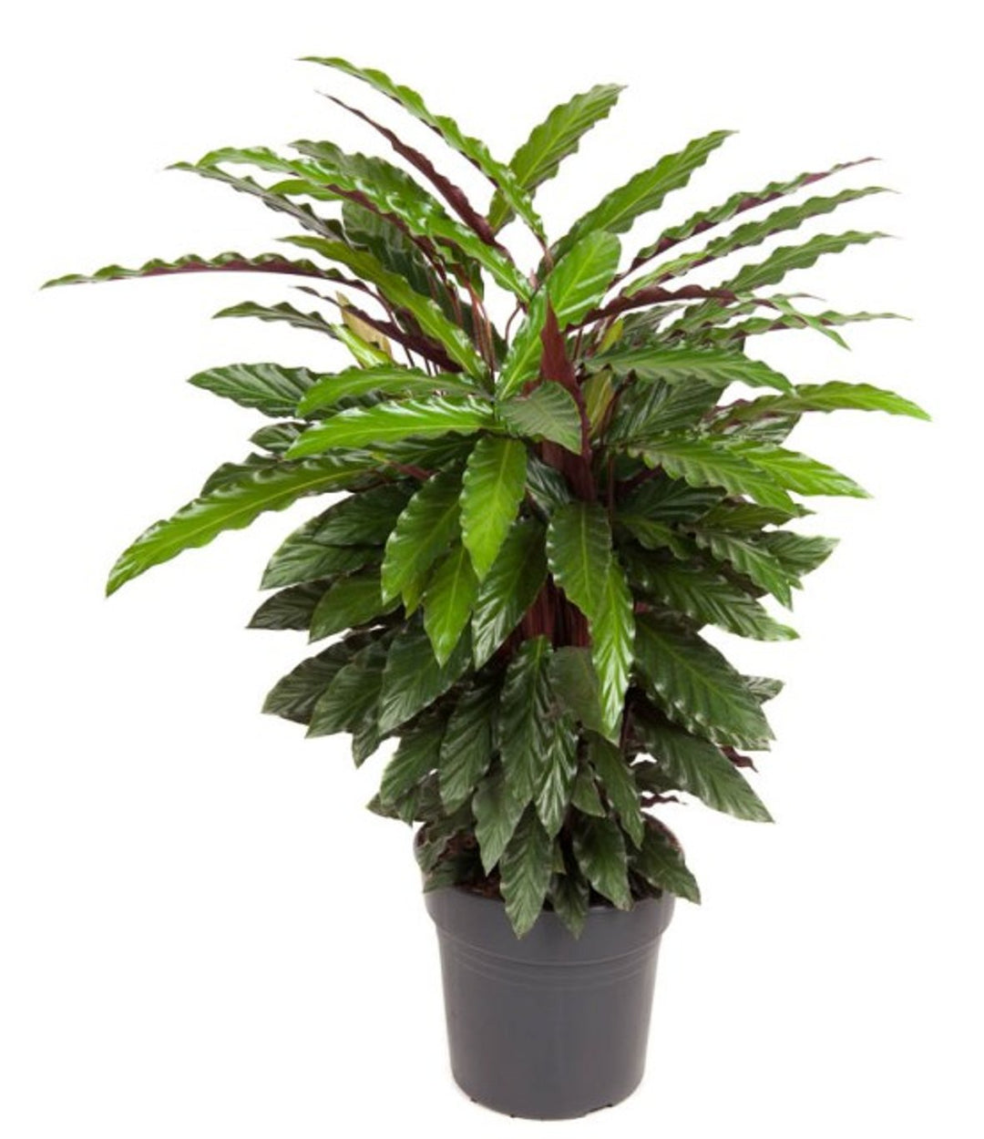 Calathea ruf. Wavestar  P27