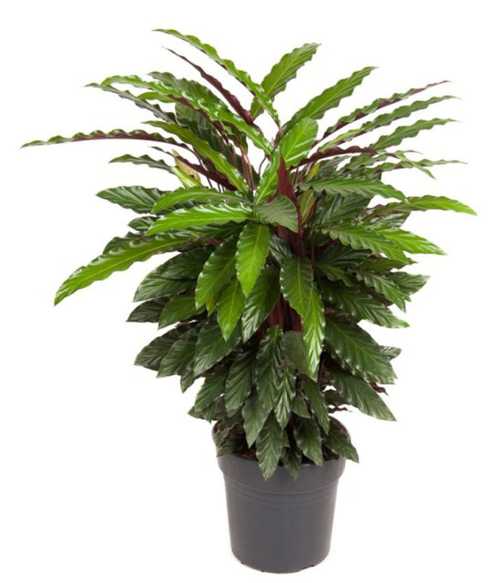 Calathea ruf. Wavestar  P27