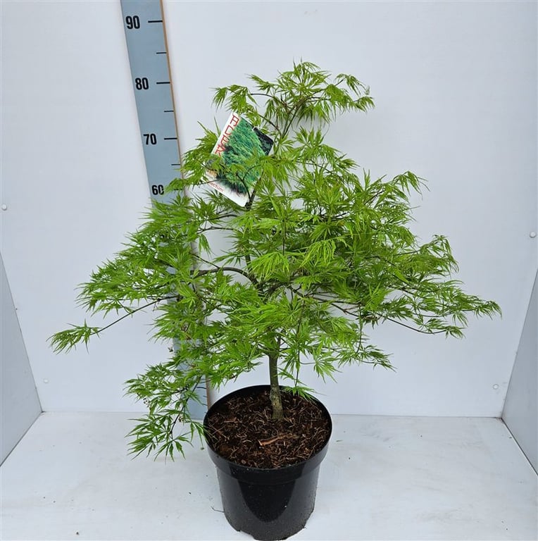 Acer palmatum Dissectum  50-60 CM C7.5