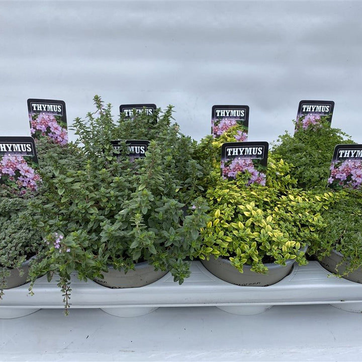 Thymus Mix  P14 - Grow Your Own - Windyridge Garden Centre