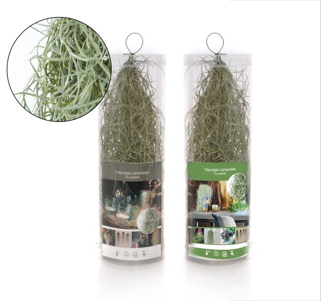 Tillandsia Usneoides Creations  Cylinder(Plastic) - Indoor Plants - Windyridge Garden Centre