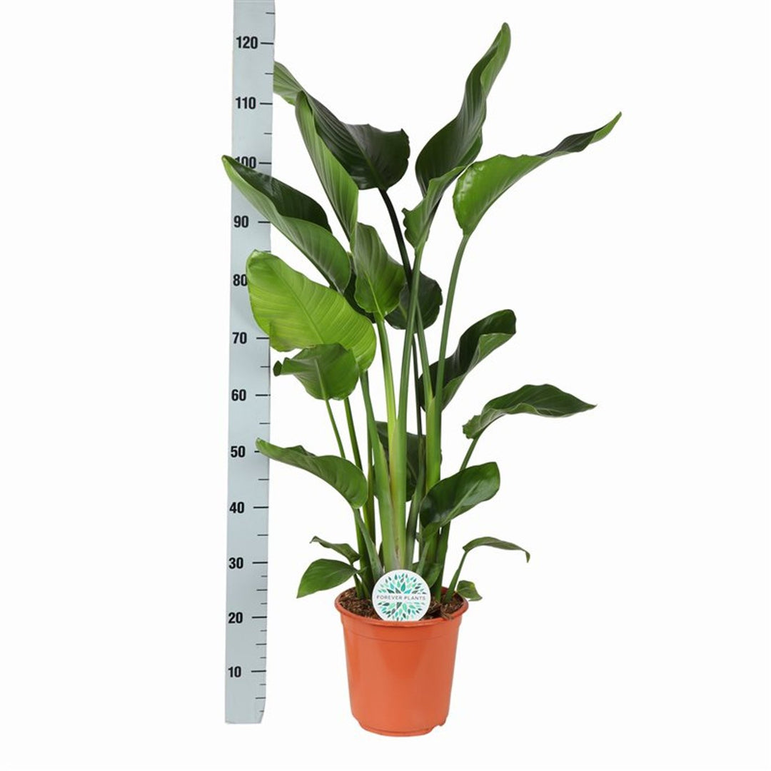 Strelitzia nicolai(Forever)  P24