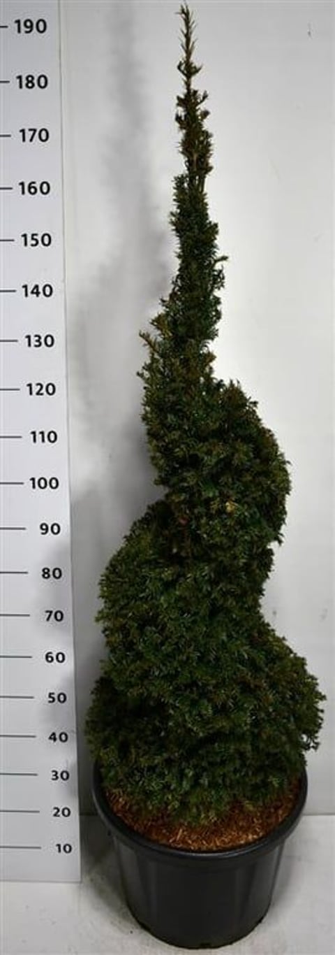 Taxus baccata  125-150 CM SPIRAL C45