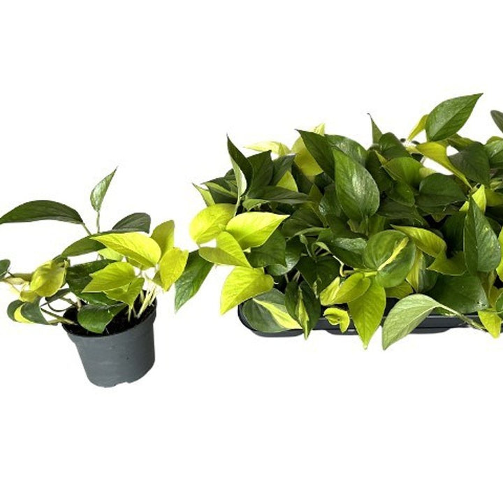 Epipremnum pinn. Tricolore  P12