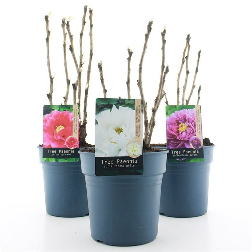 Paeonia Suffruticosa Mix (Chinese)  5 Ltr, Square Pot - Herbaceous - Windyridge Garden Centre