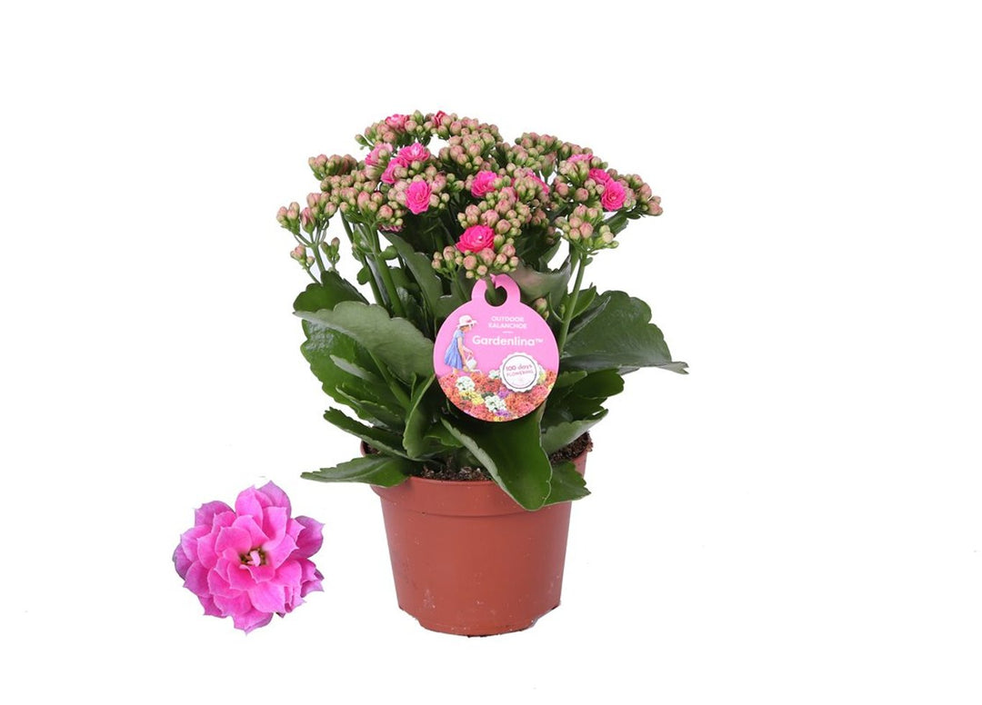 Kalanchoe 'Gardenlina'® pink