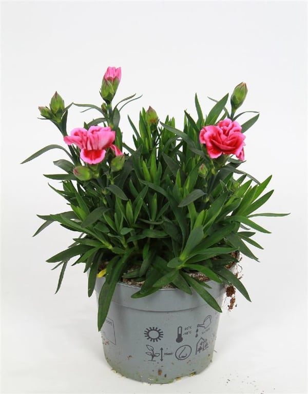 Dianthus car. Oscar Pink Heart  P12