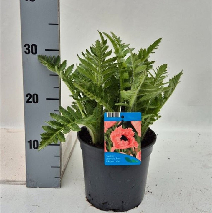 Papaver Or. 'Princess Viktoria Luise' 2 Ltr Pot - Herbaceous - Windyridge Garden Centre