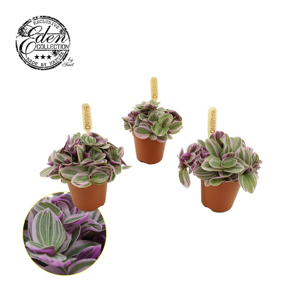 Tradescantia 'Sweetness'Â® P 5,5 - Indoor Plants - Windyridge Garden Centre