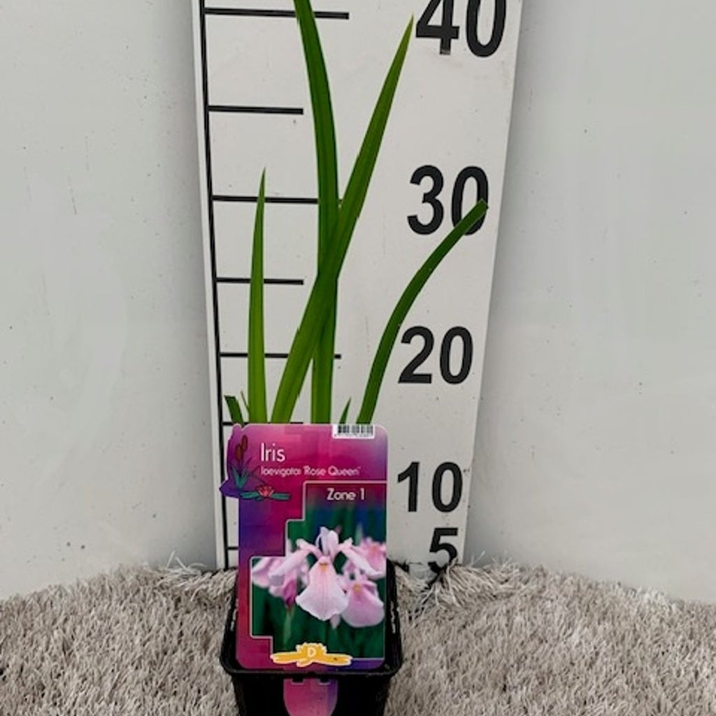 Iris laevigata Rose Queen  P9