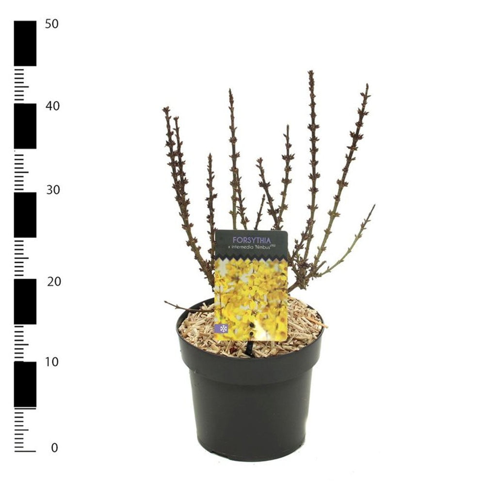Forsythia Int. Nimbus  2 Ltr Pot - Shrubs - Windyridge Garden Centre