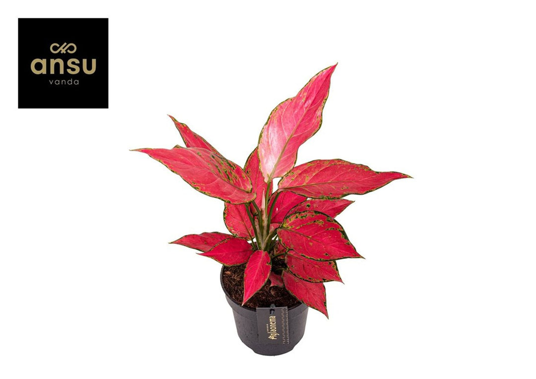 Aglaonema Cherry Baby   P12