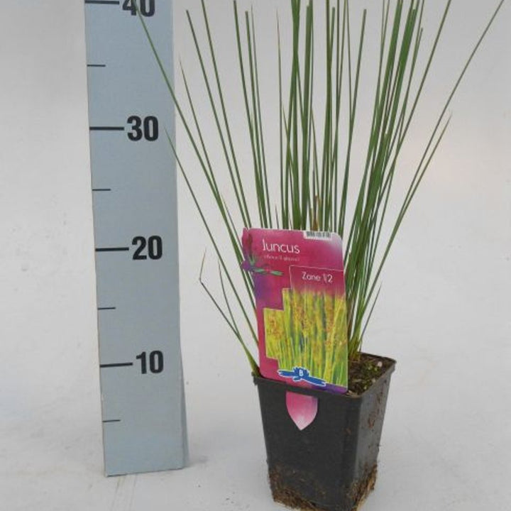 Juncus inflexus  P9