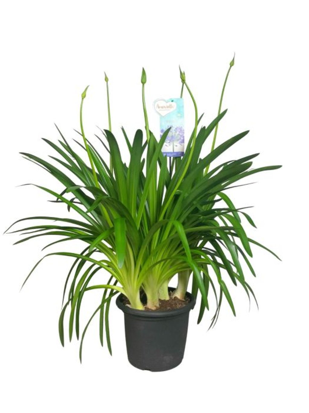 Agapanthus Amourette Blue  P17