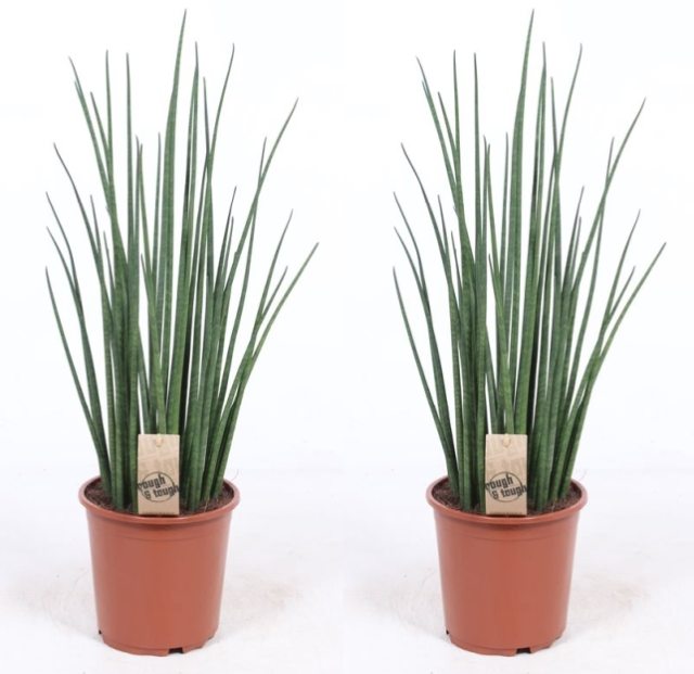 Sansevieria bacularis Mikado  P19
