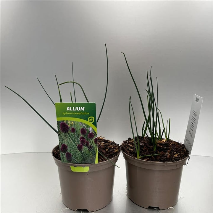 Allium sphaerocephalon  2 Ltr pot