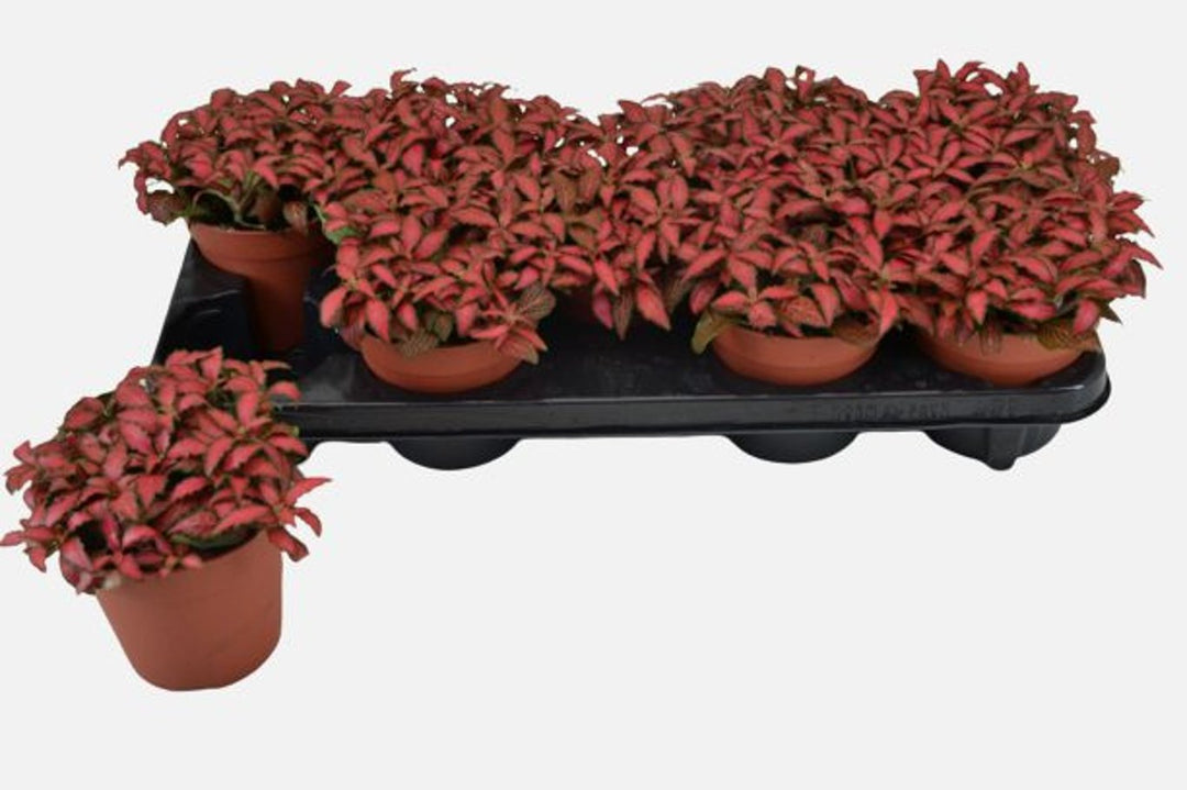 Fittonia 'Forest Flame'