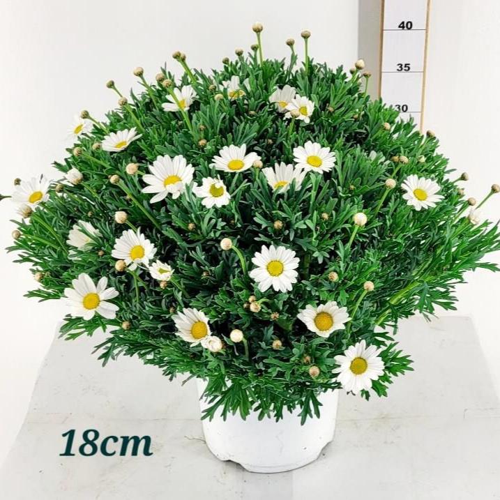 Argyranthemum Frutescens(White)  P18 - Herbaceous - Windyridge Garden Centre