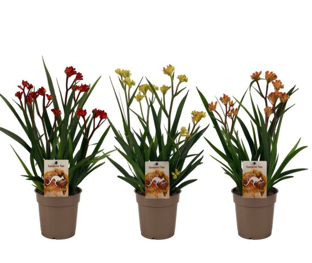 Anigozanthos Beauty Red   P12